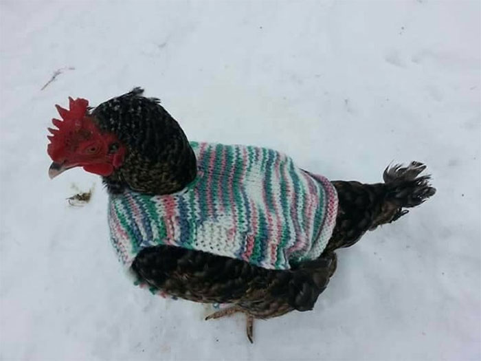 Chicken-Fashion-Fall-Collection