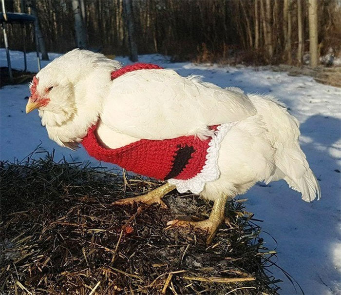 Chicken-Fashion-Fall-Collection