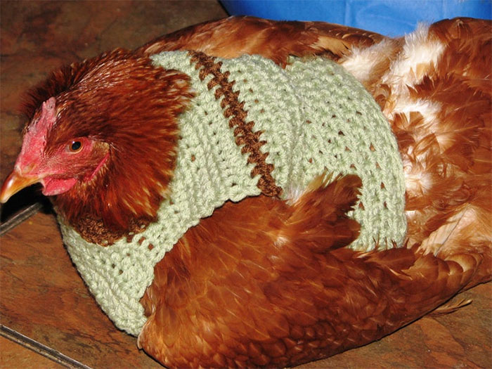 Chicken-Fashion-Fall-Collection