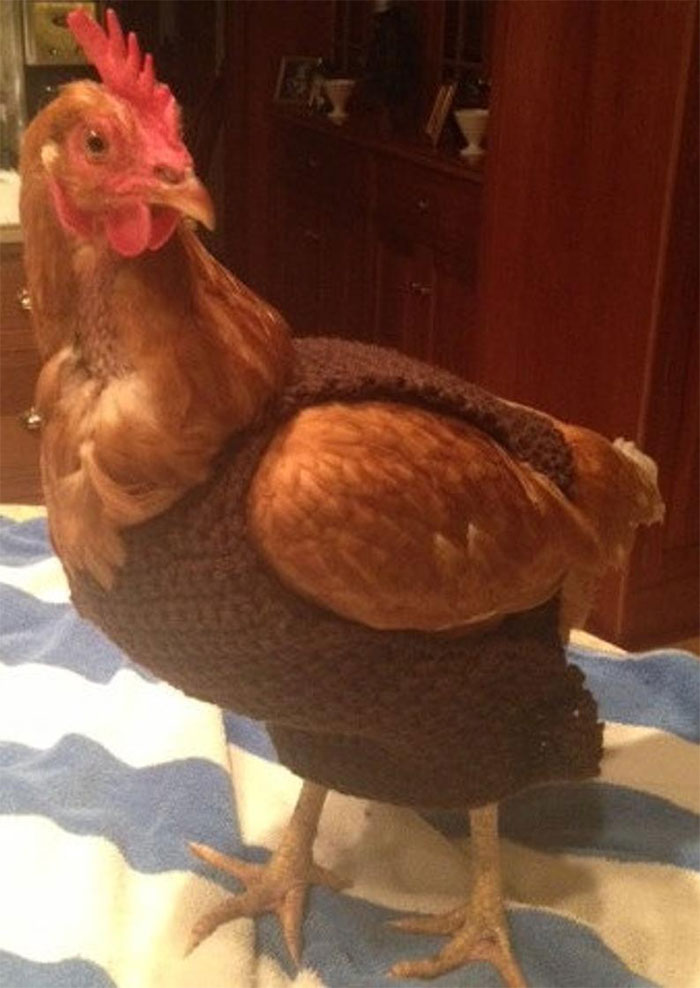 Chicken-Fashion-Fall-Collection