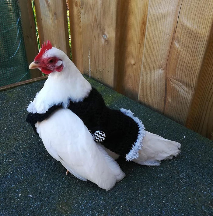 Chicken-Fashion-Fall-Collection