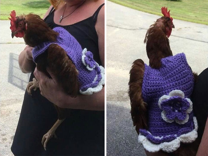Chicken-Fashion-Fall-Collection