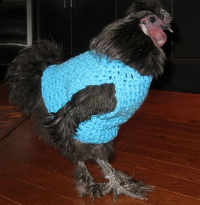 Chicken-Fashion-Fall-Collection