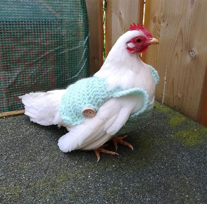 Chicken-Fashion-Fall-Collection