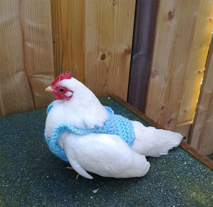 Chicken-Fashion-Fall-Collection