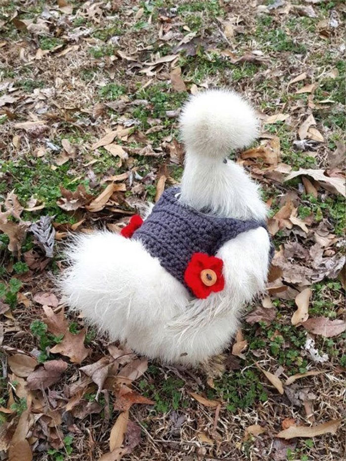 Chicken-Fashion-Fall-Collection