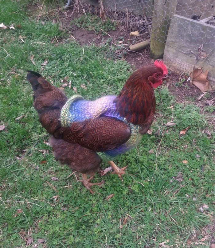 Chicken-Fashion-Fall-Collection
