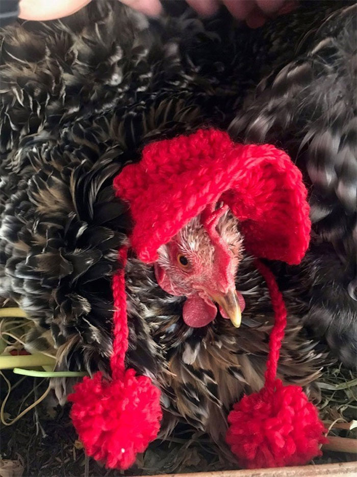 Chicken-Fashion-Fall-Collection