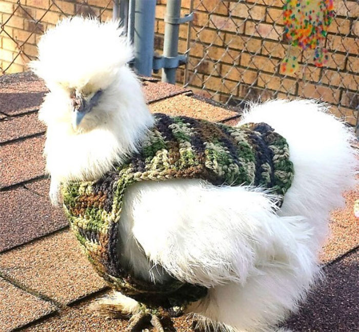 Chicken-Fashion-Fall-Collection