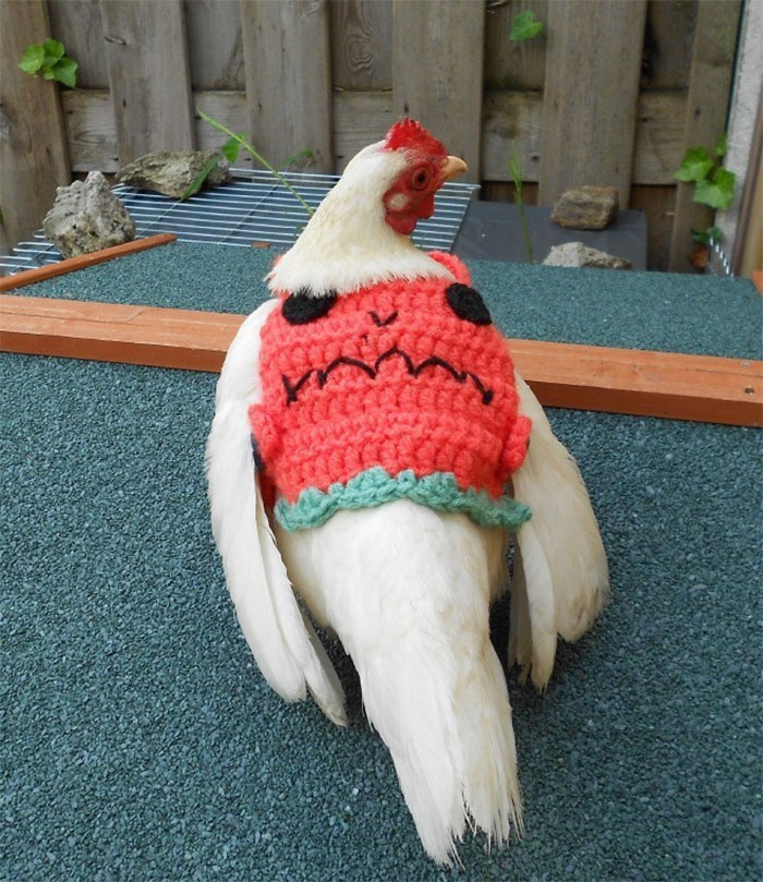 Chicken-Fashion-Fall-Collection
