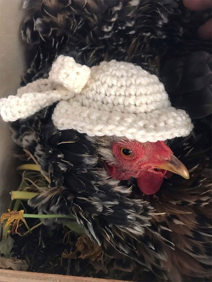Chicken-Fashion-Fall-Collection