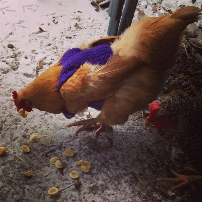 Chicken-Fashion-Fall-Collection