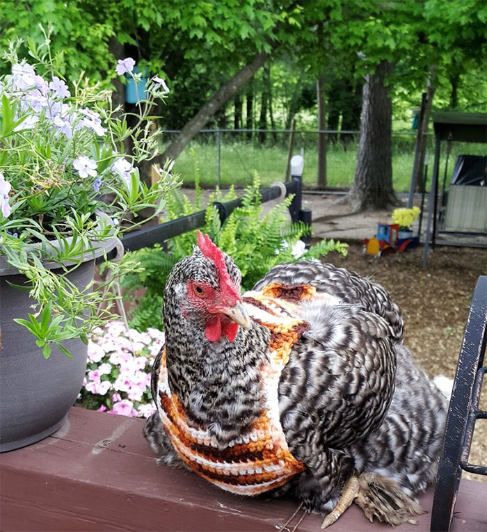 Chicken-Fashion-Fall-Collection
