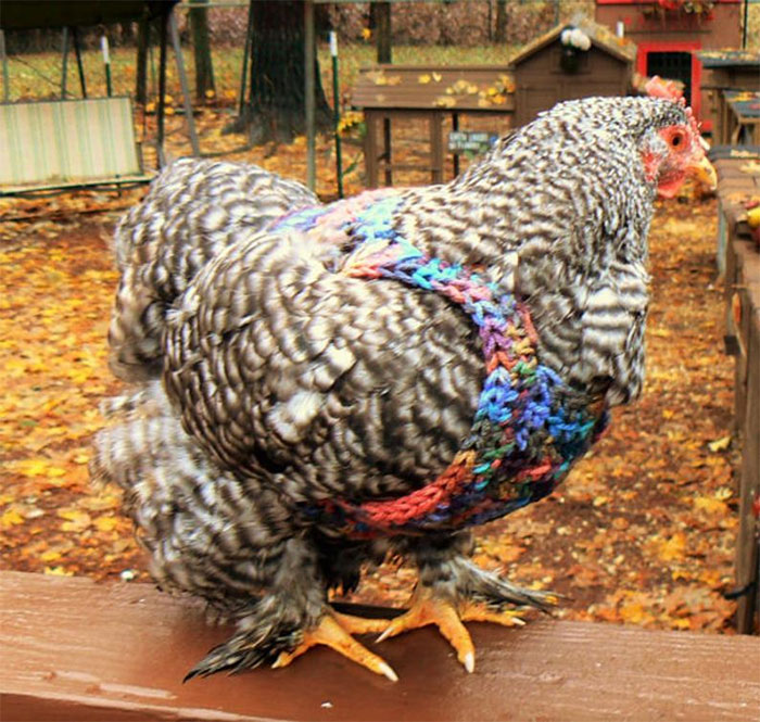 Chicken-Fashion-Fall-Collection