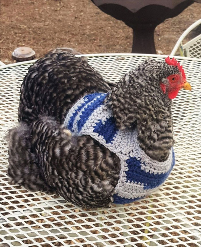 Chicken-Fashion-Fall-Collection