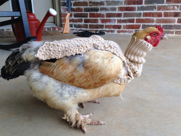 Chicken-Fashion-Fall-Collection