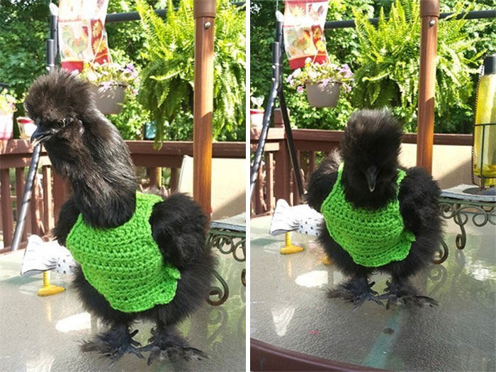 Chicken-Fashion-Fall-Collection