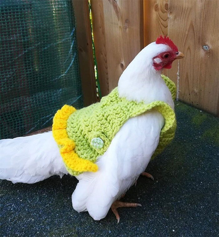 Chicken-Fashion-Fall-Collection