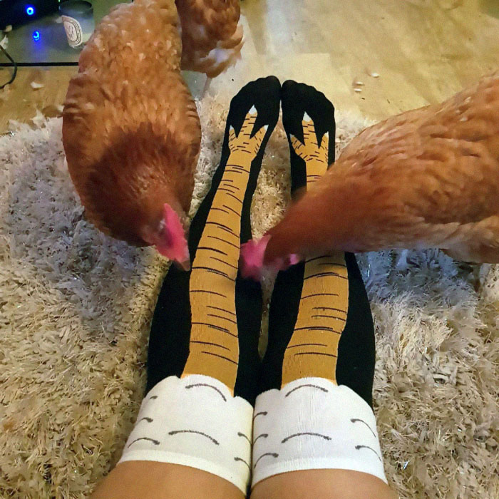Chicken Leg Socks Are A Thing And They Look Hilarious (19 Pics) Chicken Leg Socks Are A Thing And They Look Hilarious (19 Pics)