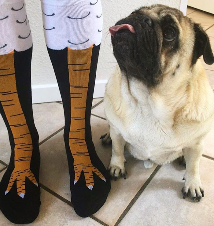 Chicken Leg Socks Are A Thing And They Look Hilarious (19 Pics) Chicken Leg Socks Are A Thing And They Look Hilarious (19 Pics)