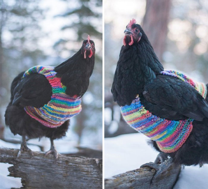 Chicken-Fashion-Fall-Collection