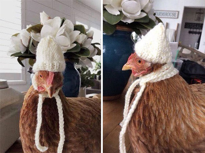 Chicken-Fashion-Fall-Collection