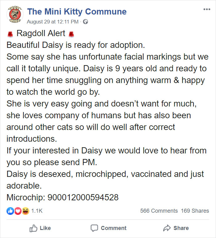 This Cat Can't Get A Home Because Of Her Facial Markings