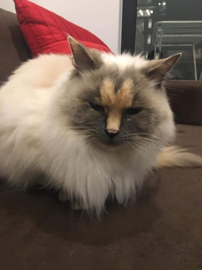 This Cat Can't Get A Home Because Of Her Facial Markings