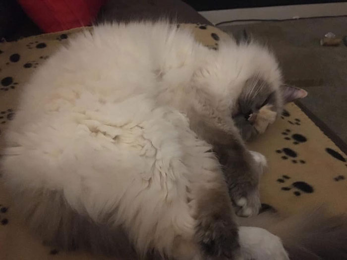 This Cat Can't Get A Home Because Of Her Facial Markings