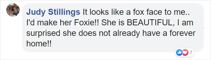 This Cat Can't Get A Home Because Of Her Facial Markings This Cat Can't Get A Home Because Of Her Facial Markings