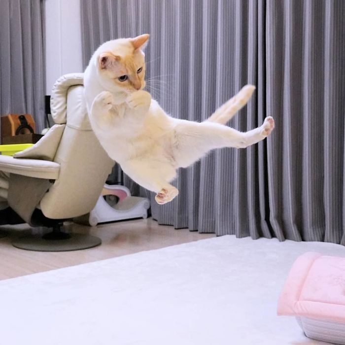 Dancing Ninja Cat