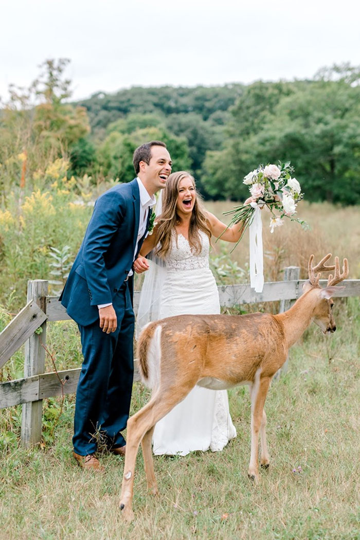 Wedding Photo Shoot Gets Interrupted By A Deer, Results In 15 Funny And Adorable Pictures