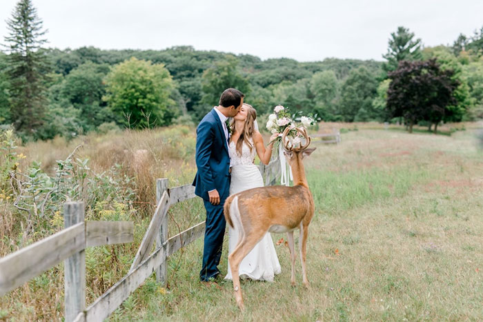 Wedding Photo Shoot Gets Interrupted By A Deer, Results In 15 Funny And Adorable Pictures Wedding Photo Shoot Gets Interrupted By A Deer, Results In 15 Funny And Adorable Pictures