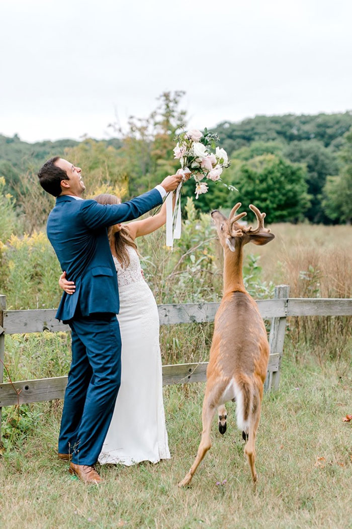 Wedding Photo Shoot Gets Interrupted By A Deer, Results In 15 Funny And Adorable Pictures Wedding Photo Shoot Gets Interrupted By A Deer, Results In 15 Funny And Adorable Pictures