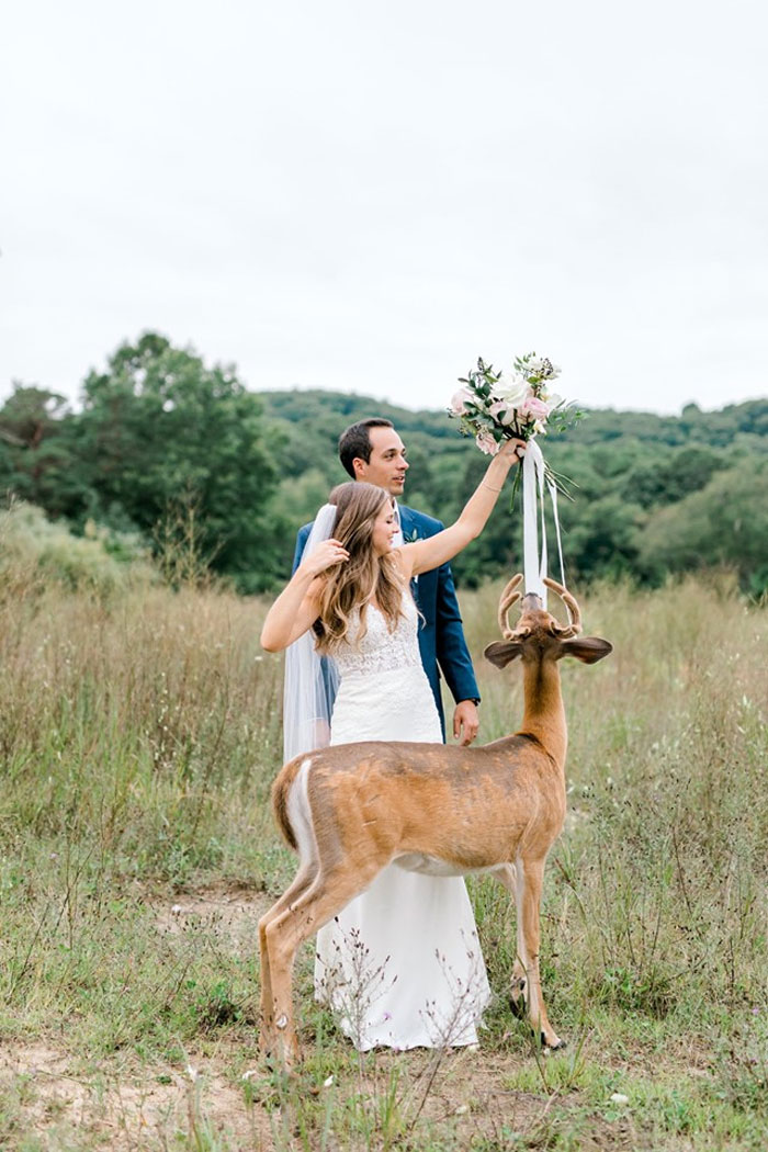 Wedding Photo Shoot Gets Interrupted By A Deer, Results In 15 Funny And Adorable Pictures