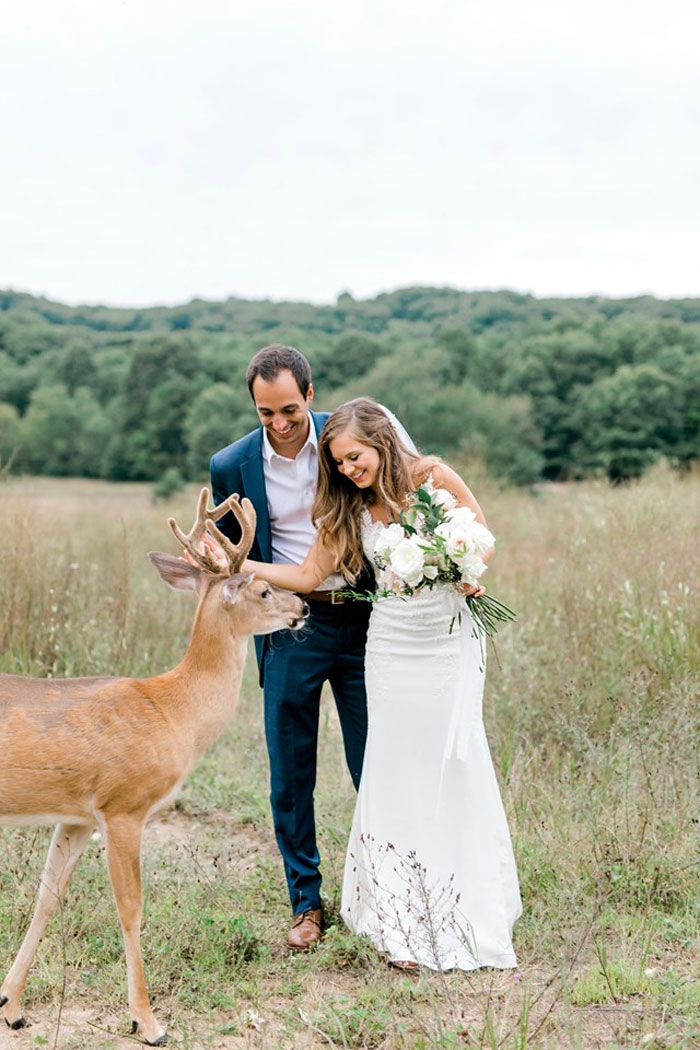 Wedding Photo Shoot Gets Interrupted By A Deer, Results In 15 Funny And Adorable Pictures