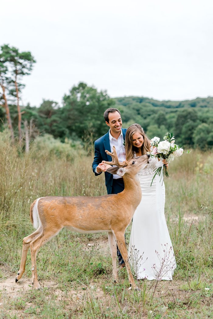 Wedding Photo Shoot Gets Interrupted By A Deer, Results In 15 Funny And Adorable Pictures