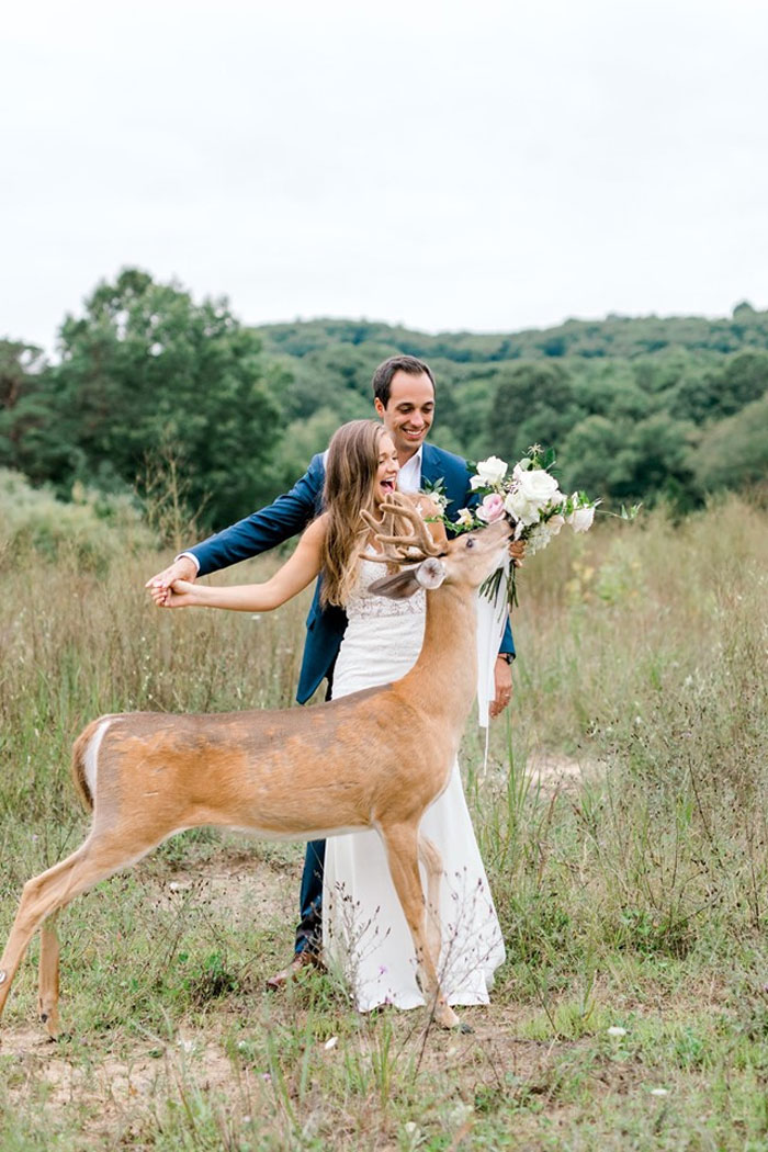 Wedding Photo Shoot Gets Interrupted By A Deer, Results In 15 Funny And Adorable Pictures Wedding Photo Shoot Gets Interrupted By A Deer, Results In 15 Funny And Adorable Pictures