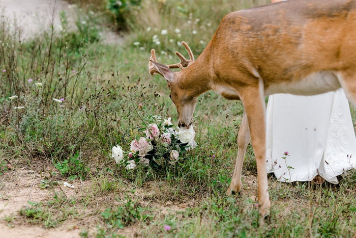 Wedding Photo Shoot Gets Interrupted By A Deer, Results In 15 Funny And Adorable Pictures Wedding Photo Shoot Gets Interrupted By A Deer, Results In 15 Funny And Adorable Pictures