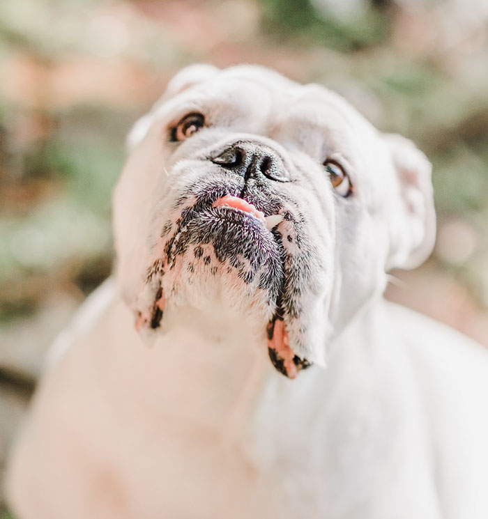 Dog Refuses To Take His Owners' Wedding Day Seriously, Steals The Whole Show