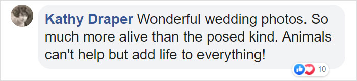 Dog Refuses To Take His Owners' Wedding Day Seriously, Steals The Whole Show