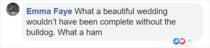 Dog Refuses To Take His Owners' Wedding Day Seriously, Steals The Whole Show