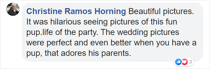 Dog Refuses To Take His Owners' Wedding Day Seriously, Steals The Whole Show Dog Refuses To Take His Owners' Wedding Day Seriously, Steals The Whole Show