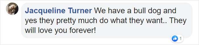 Dog Refuses To Take His Owners' Wedding Day Seriously, Steals The Whole Show Dog Refuses To Take His Owners' Wedding Day Seriously, Steals The Whole Show