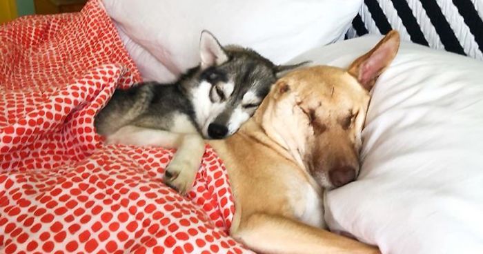 After Being Shot 17 Times, A Pregnant Dog Survives, Finds Forever Home, And Becomes A Registered Therapy Dog