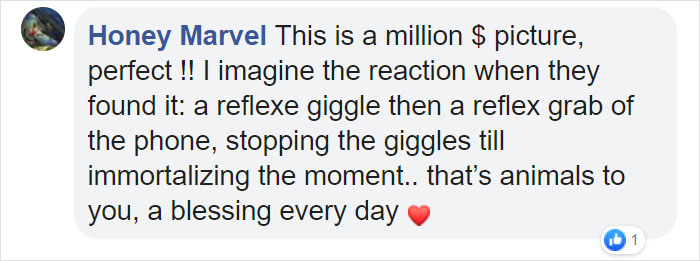 Family Spends Hours Looking For Grandma&lsquo;s Lost Dentures Only To Find Them In Their Dog's Mouth