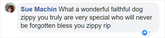 Hero Dog Sacrifices Himself To Save His Entire Family From Fire