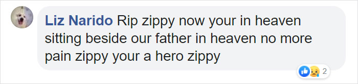 Hero Dog Sacrifices Himself To Save His Entire Family From Fire Hero Dog Sacrifices Himself To Save His Entire Family From Fire