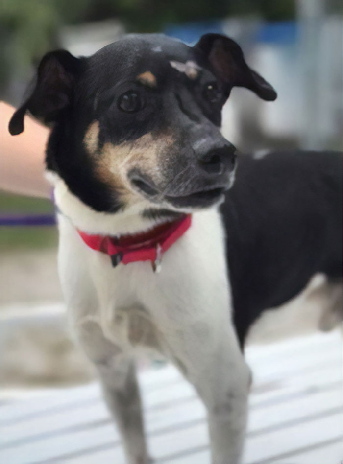 Hero Dog Sacrifices Himself To Save His Entire Family From Fire