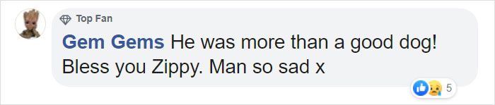 Hero Dog Sacrifices Himself To Save His Entire Family From Fire Hero Dog Sacrifices Himself To Save His Entire Family From Fire